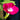 Morning Glory-Red