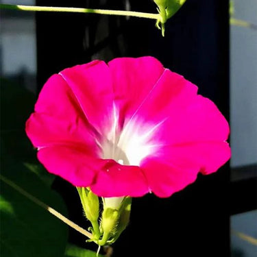 Morning Glory-Red