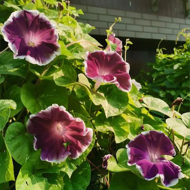 Morning Glory-Violet Swirl