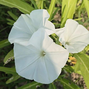 Morning Glory-White