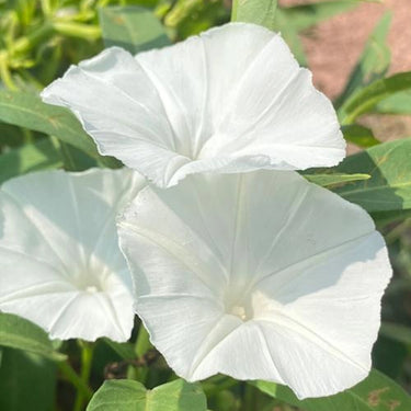Morning Glory-White
