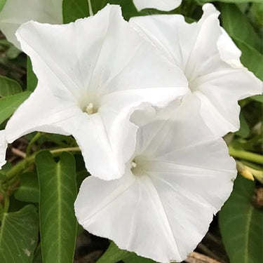 Morning Glory-White