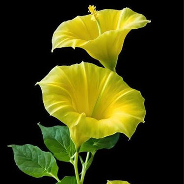 Morning Glory-Yellow