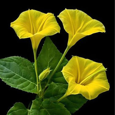 Morning Glory-Yellow