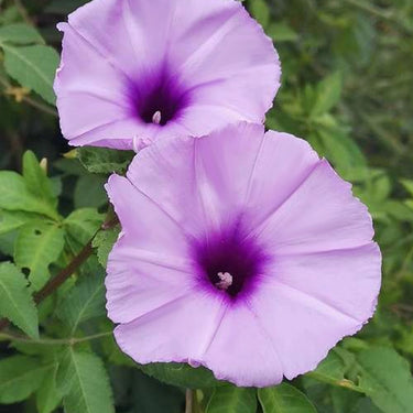 Morning Glory - Taro Purple Seeds