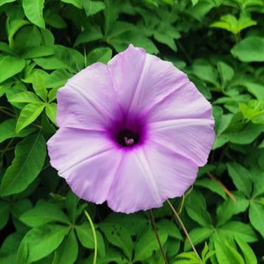 Morning Glory - Taro Purple Seeds