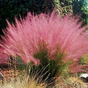 Graines de Muhlenbergia capillaris