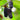 Maulbeere – Black Pearl