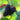 Maulbeere – Black Pearl