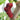 Mûrier – Rouge pourpre