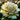 Mehrblütige Rosen – Buttercreme