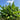 Bananier Musa Acuminata – Plante d'intérieur naine à fruits sucrés