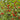 Nanking Cherry Seeds