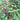 Nanking Cherry Seeds