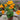 Nasturtium Seeds-Baby Yellow