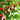 Nasturtium Seeds-Tropaeolum Tricolor