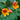 Nasturtium Seeds-Tropaeolum Tuberosum