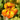 Graines de capucine - Tropaeolum polyphyllum