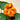 Graines de capucine - Tropaeolum polyphyllum