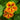 Graines de capucine - Tropaeolum polyphyllum