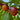 Nectarine Seeds