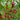 Nectarine Seeds