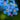 Night Blue-Forget-Me-Not Seeds