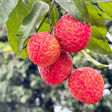 Nuomici Lychee Seeds