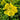 Oenothera Biennis Seeds
