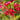 Old-Fashioned Weigela