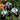 Rare Iris Seeds – Onyx Shadow