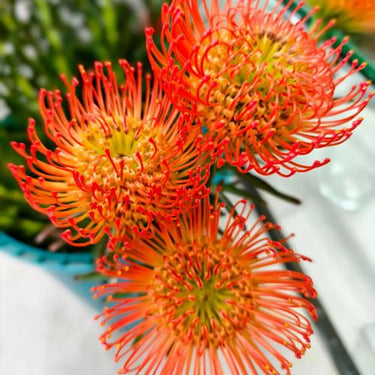 Orange-Red Pincushion Seeds
