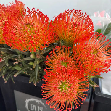 Orange-Red Pincushion Seeds