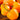 Orange Habanero