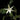 Orchidee – Angraecum sesquipedale