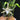 Orchidee – Angraecum sesquipedale