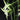 Orchidee – Angraecum sesquipedale