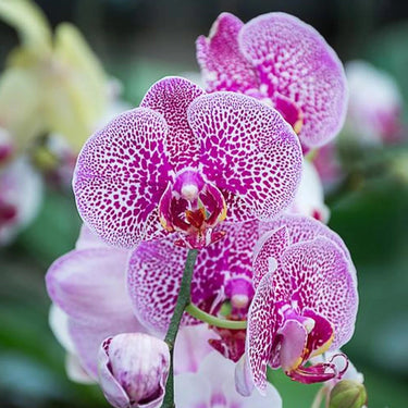 Orchid-Ascocenda Princess Mikasa