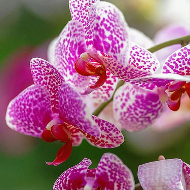 Orchid-Ascocenda Princess Mikasa
