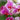 Orchidee – Ascocenda Princess Mikasa