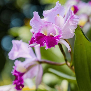 Orchid-Cattleya Labiata
