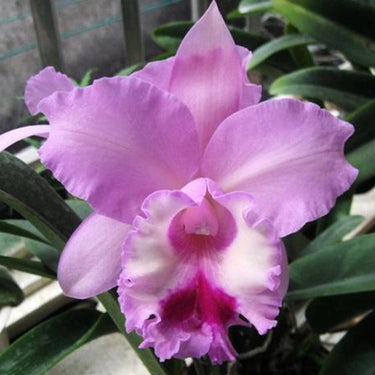 Orchid-Cattleya Labiata