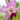 Orchidee – Cattleya labiata