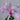 Orchidee – Cattleya labiata