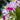 Orchidee – Cattleya labiata