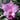 Orchidee – Cattleya labiata