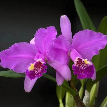 Orchid-Cattleya Lueddemanniana