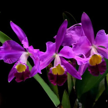 Orchid-Cattleya Lueddemanniana