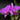 Orchidee – Cattleya lueddemanniana