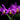 Orchidee – Cattleya lueddemanniana